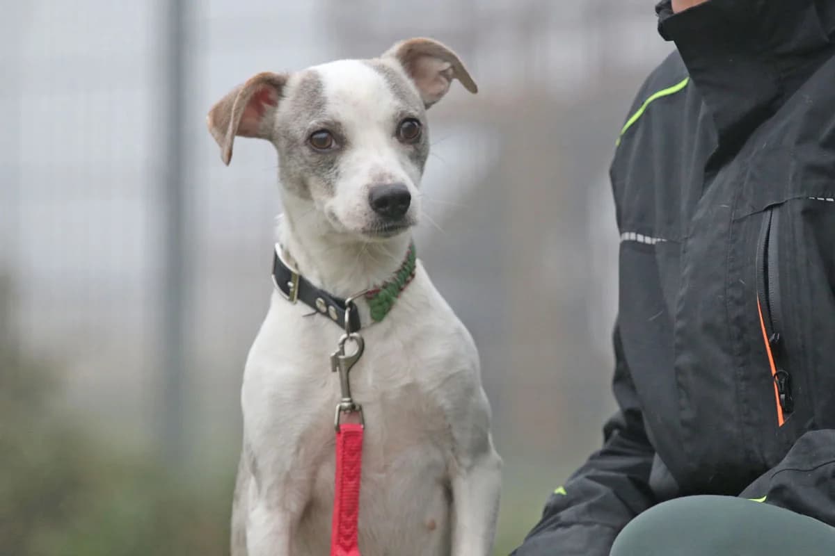 Paula, Terrier-Mix, neugierig & lieb, Schulterhöhe ca. 30cm, geb. 2023, female Mixed Breed for adoption at Tierheim Kandelhof, Verwaltungsgemeinschaft Weischlitz