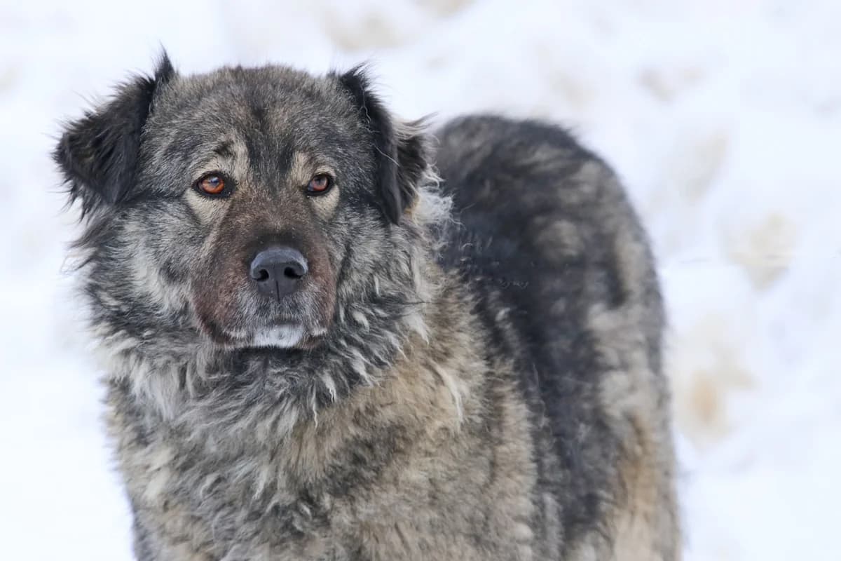 Mary, ruhige zurückhaltende Hündin, geb. 2021, Schulterhöhe ca. 50cm, female Mixed Breed for adoption at Tierheim Kandelhof, Verwaltungsgemeinschaft Weischlitz