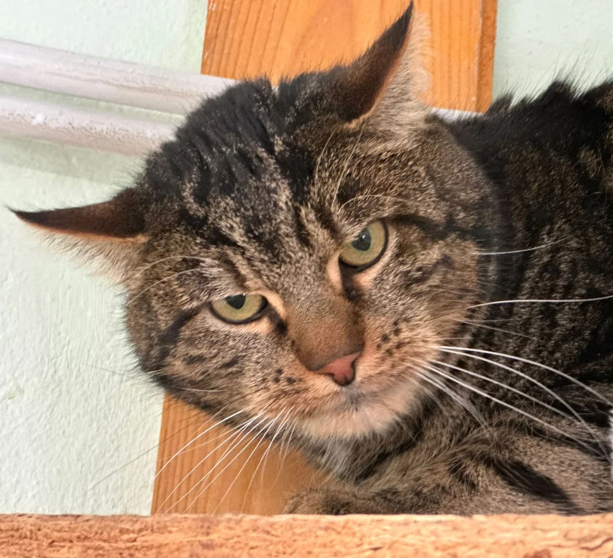 Coffee, toller Kater mit wunderschöner Fellzeichnung, geb. 2020, male Mixed Breed for adoption at Tierheim Kandelhof, Verwaltungsgemeinschaft Weischlitz