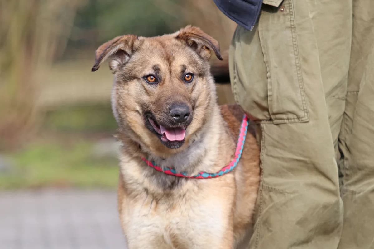 Mia, freundliche, fröhliche Hündin, geb. 2023, Schulterhöhe ca. 40 cm, female Mixed Breed for adoption at Tierheim Kandelhof, Verwaltungsgemeinschaft Weischlitz