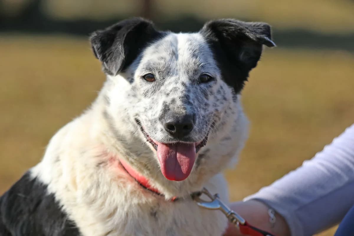 Unsere Luma ist zur Zeit zum Kennenlernen ihrer neuen Familie außer Haus,  7yo Mixed Breed for adoption at Tierheim Kandelhof, Verwaltungsgemeinschaft Weischlitz
