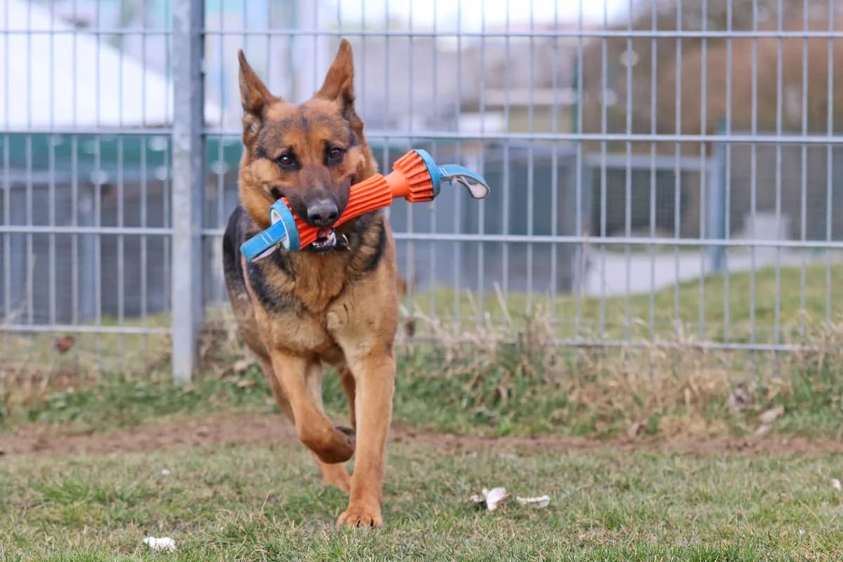 Smilla, aktive, arbeitswillige Schäferhündin, geb. 2021, Schulterhöhe ca. 50cm, female Mixed Breed for adoption at Tierheim Kandelhof, Verwaltungsgemeinschaft Weischlitz