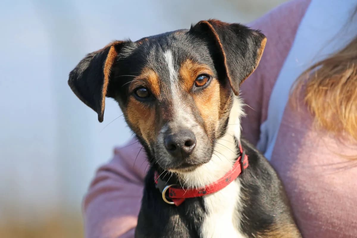 Lolka, aufgeweckter, fröhlicher kleiner Rüde, geb. 2025, Schulterhöhe ca. 25cm,  Mixed Breed for adoption at Tierheim Kandelhof, Verwaltungsgemeinschaft Weischlitz