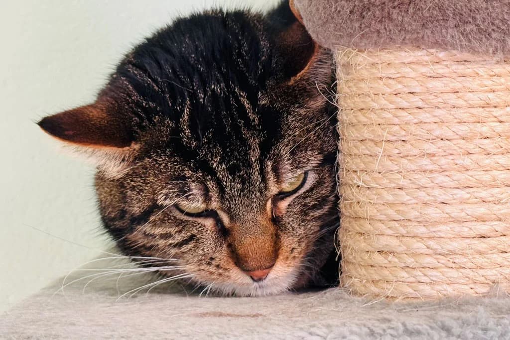 Schattenkatzen suchen ein Zuhause, male Mixed Breed for adoption at Tierheim Kandelhof, Verwaltungsgemeinschaft Weischlitz