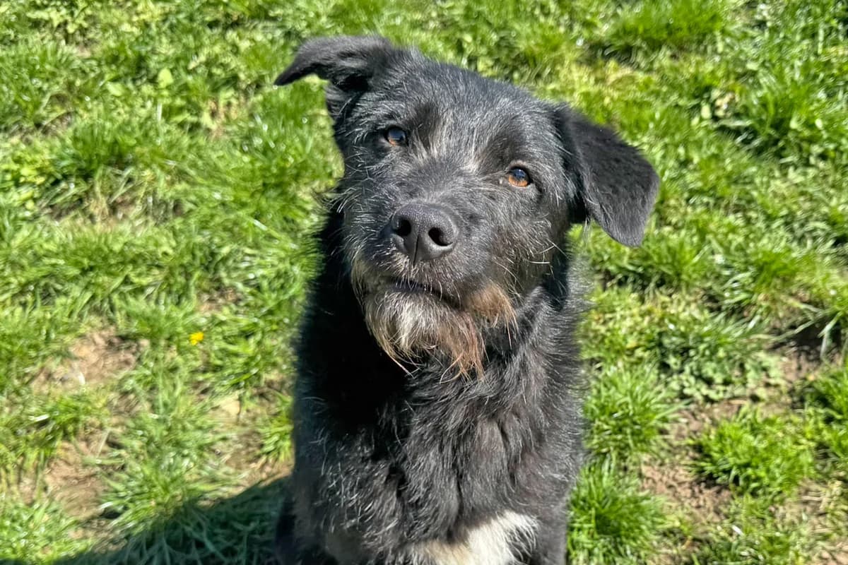 Gerda, fröhliche, aufgeweckte Hündin, geb. 2025, Schulterhöhe ca. 45 cm, female Mixed Breed for adoption at Tierheim Kandelhof, Verwaltungsgemeinschaft Weischlitz
