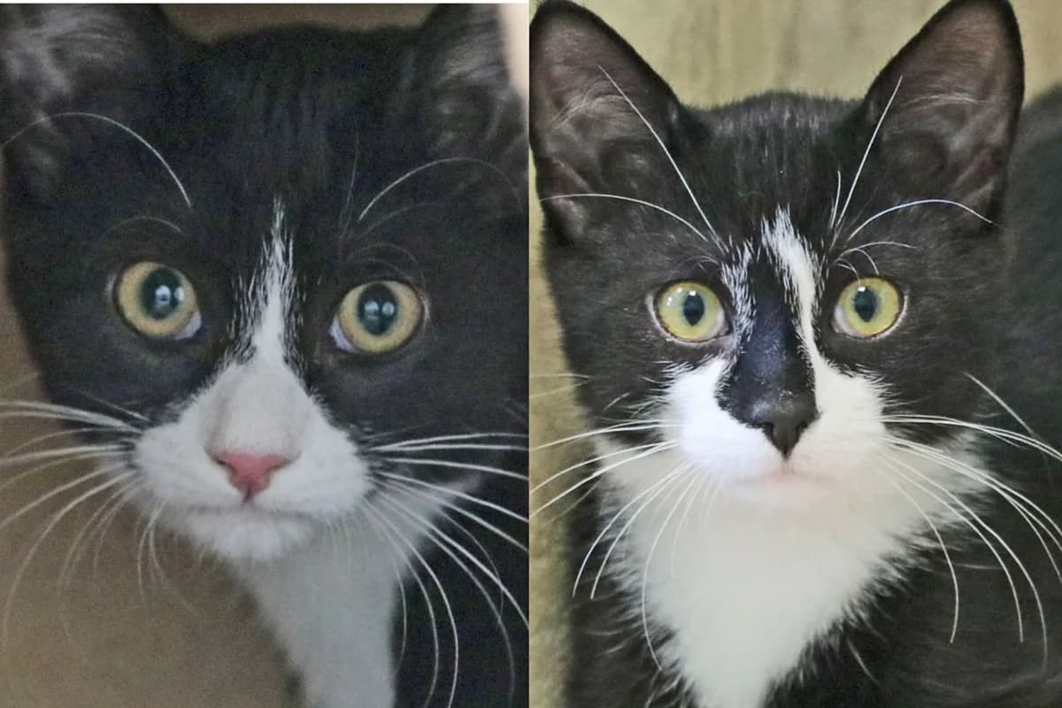 Luna & Linus, zwei zauberhafte Katzenkinder suchen liebevolle Streichelhände,  puppy Mixed Breed for adoption at Tierheim Kandelhof, Verwaltungsgemeinschaft Weischlitz