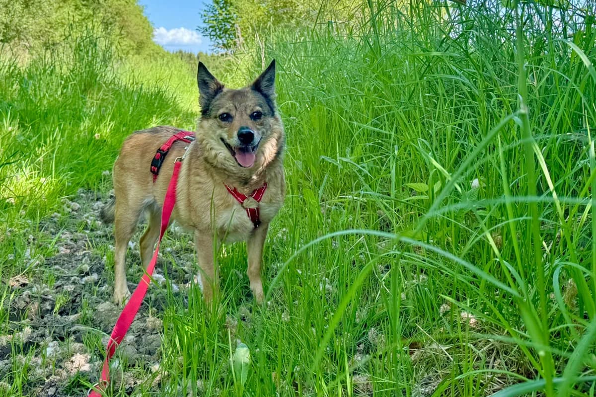 Unsere Püppi ist zur Zeit zum Kennenlernen ihrer neuen Familie außer Haus, female puppy Mixed Breed for adoption at Tierheim Kandelhof, Verwaltungsgemeinschaft Weischlitz