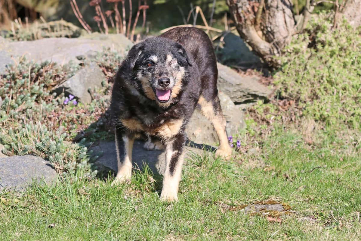 Mirko –, grau male senior Mixed Breed for adoption at Tierheim Kandelhof, Verwaltungsgemeinschaft Weischlitz