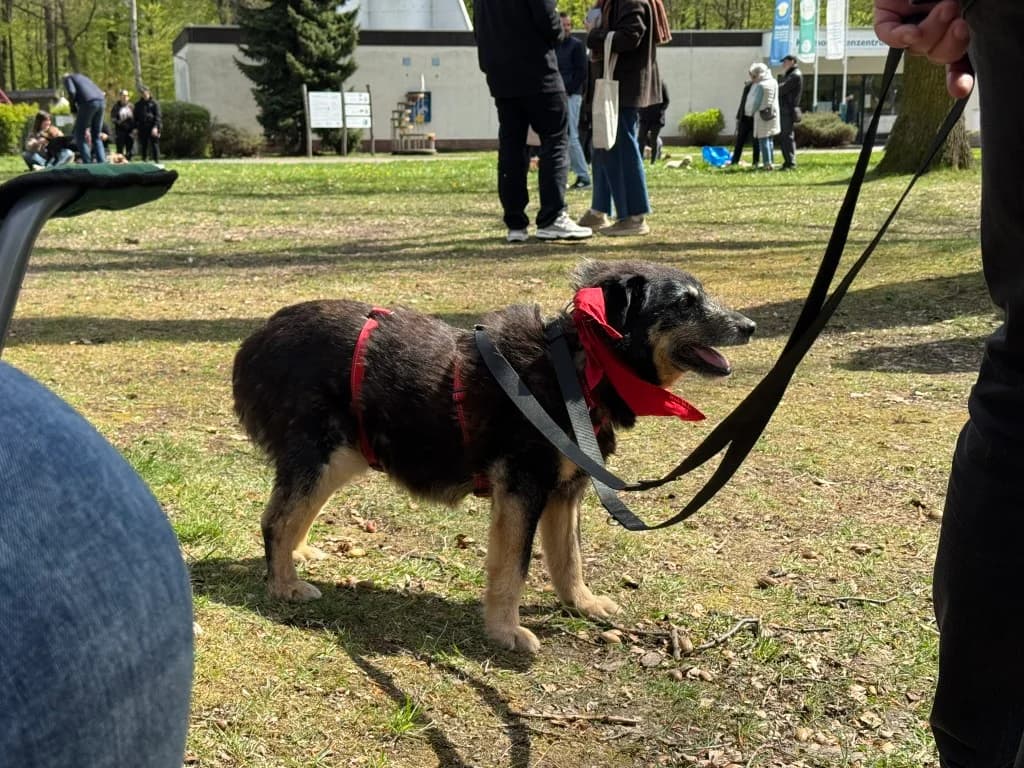 Mirko –, grau male senior Mixed Breed for adoption at Tierheim Kandelhof, Verwaltungsgemeinschaft Weischlitz