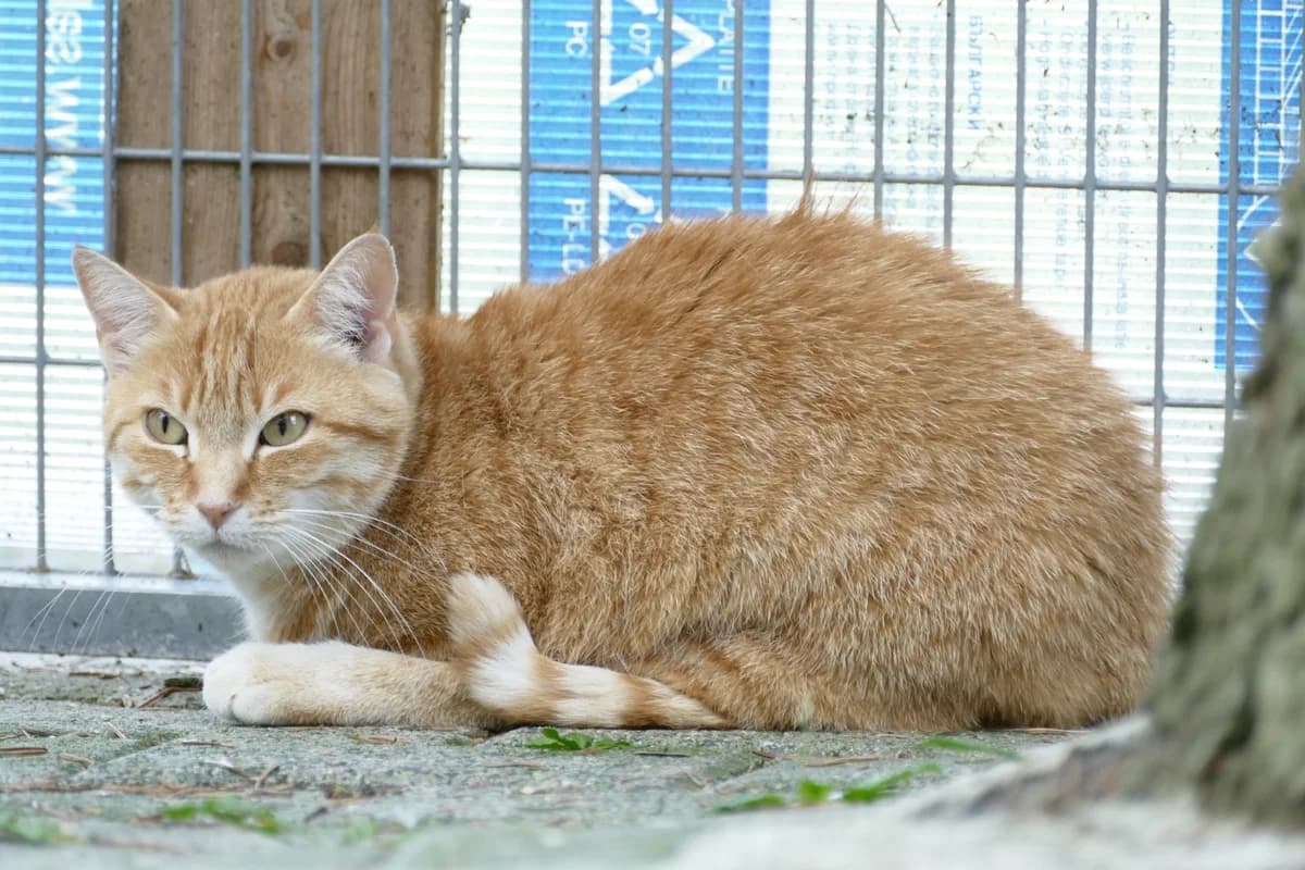 Katzenwildlinge & kleine Kratzbürsten, schwarz male Mixed Breed for adoption at Tierheim Kandelhof, Verwaltungsgemeinschaft Weischlitz