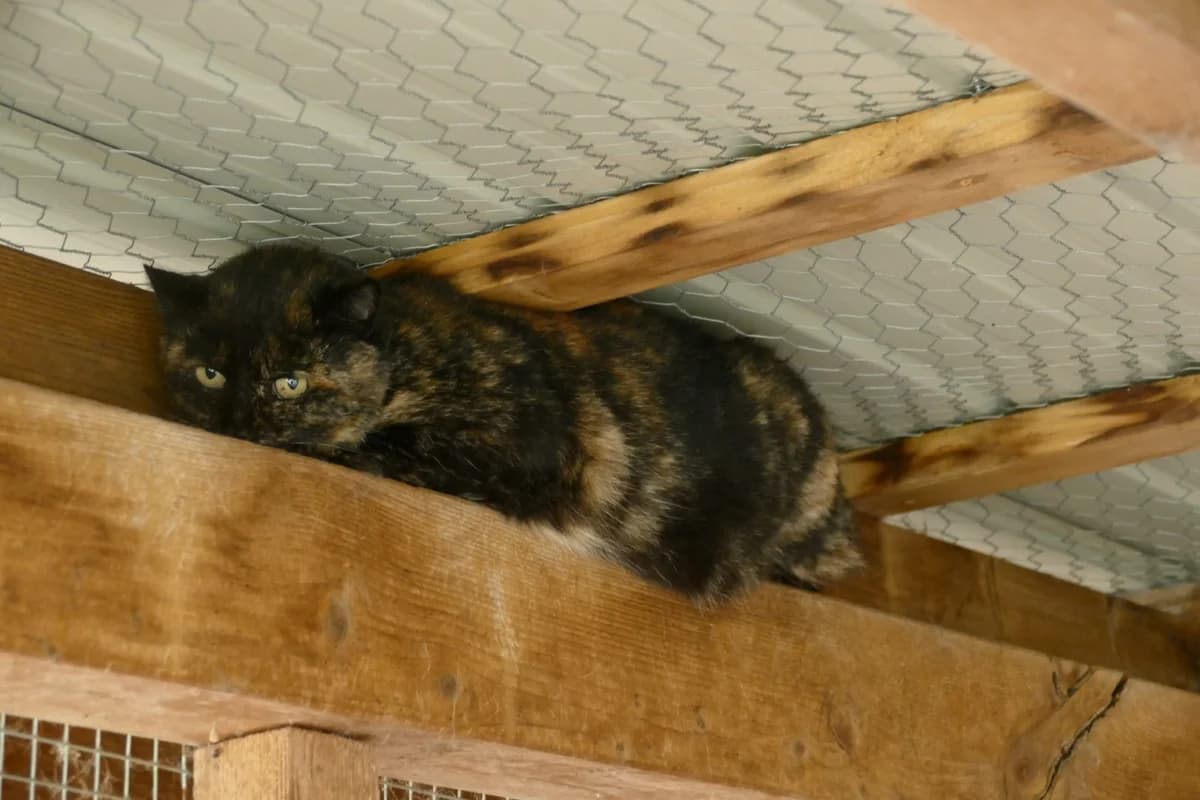 Scheue Katzen & Kater, male Mixed Breed for adoption at Tierheim Kandelhof, Verwaltungsgemeinschaft Weischlitz