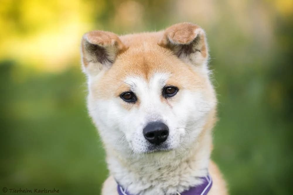 Aika, female 7yo Akita for adoption at Tierheim Karlsruhe, Karlsruhe