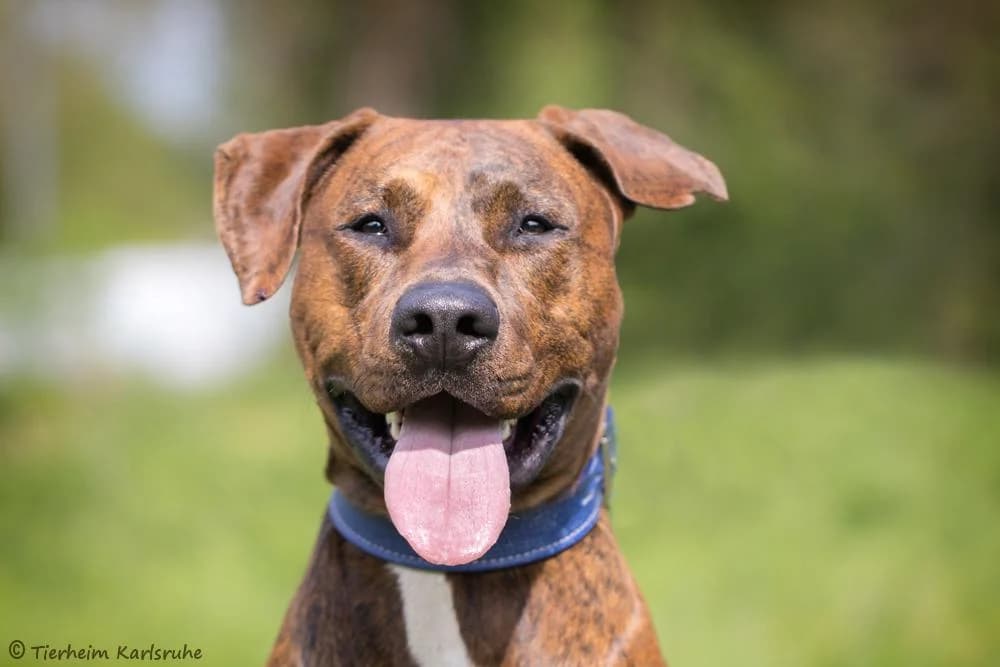 Archi, male young Rhodesian Ridgeback for adoption at Tierheim Karlsruhe, Karlsruhe