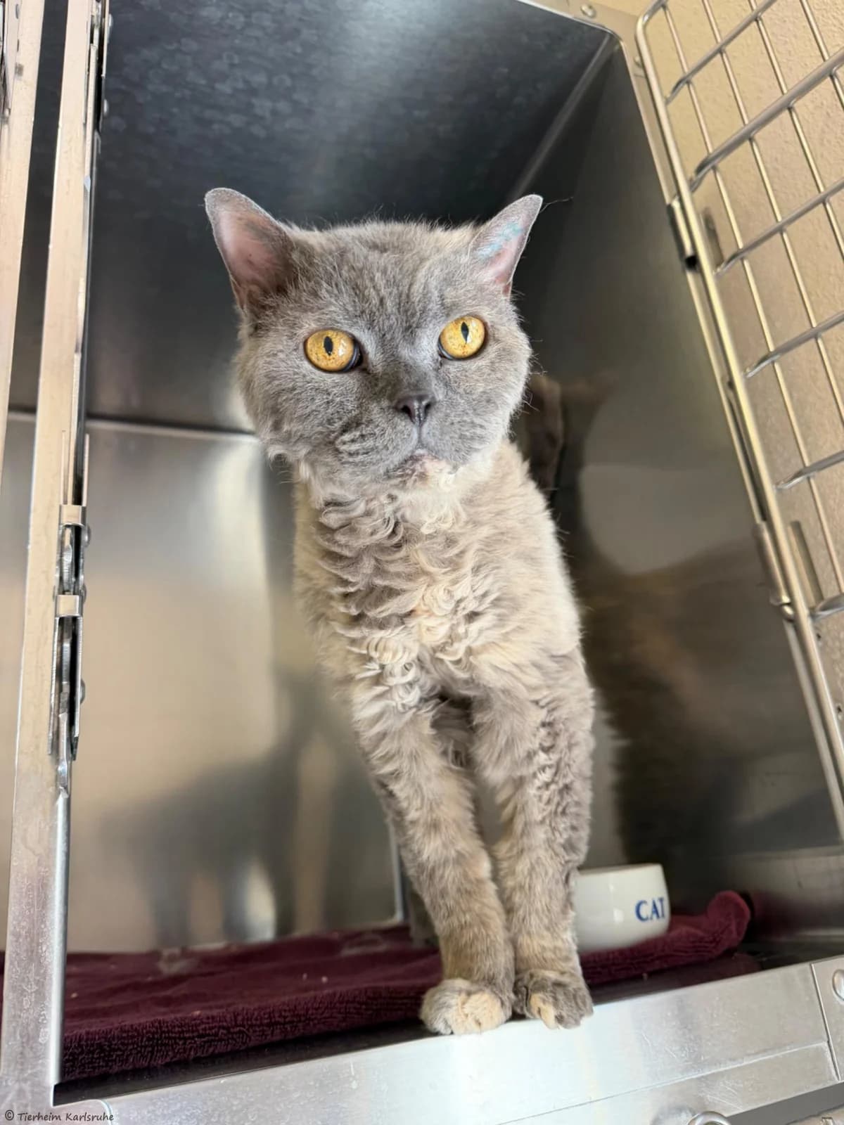 Curly (Wohnungshaltung), grau- schildpatt  senior British Shorthair for adoption at Tierheim Karlsruhe, Karlsruhe