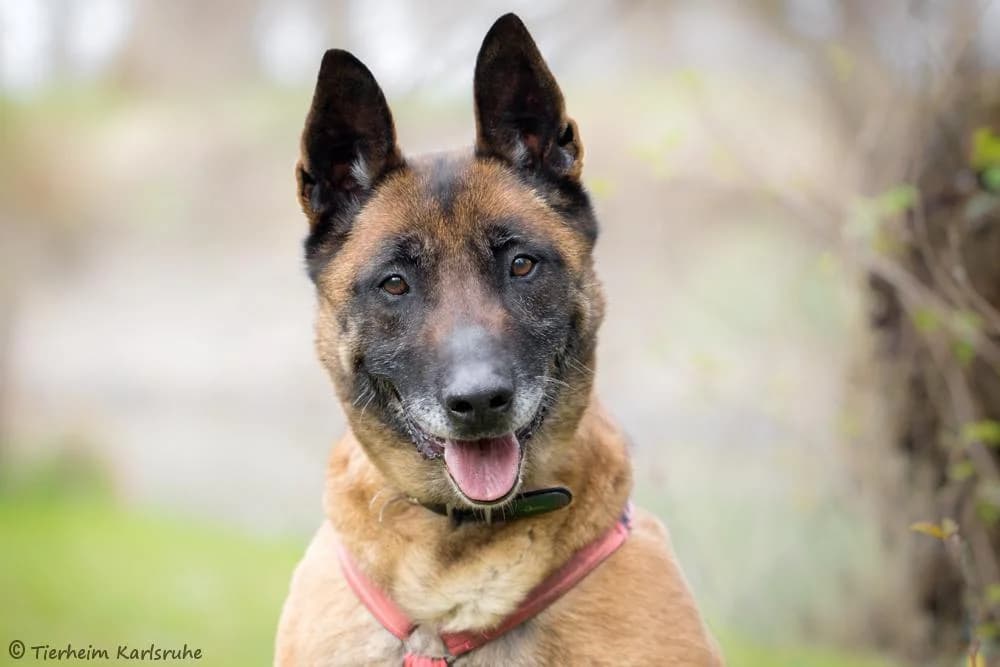 Jessy, female senior Belgian Malinois for adoption at Tierheim Karlsruhe, Karlsruhe