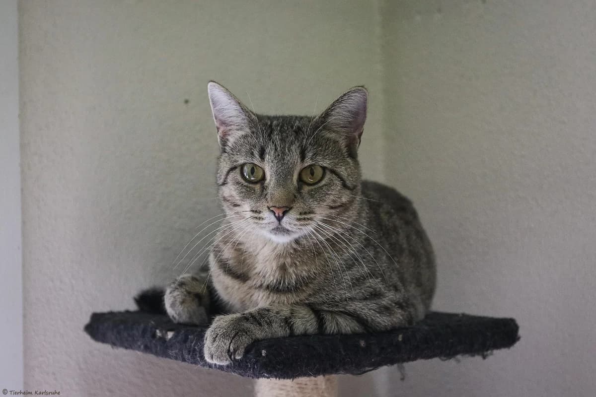 Mimi (Freigang), getigert  mixed breed for adoption at Tierheim Karlsruhe, Karlsruhe