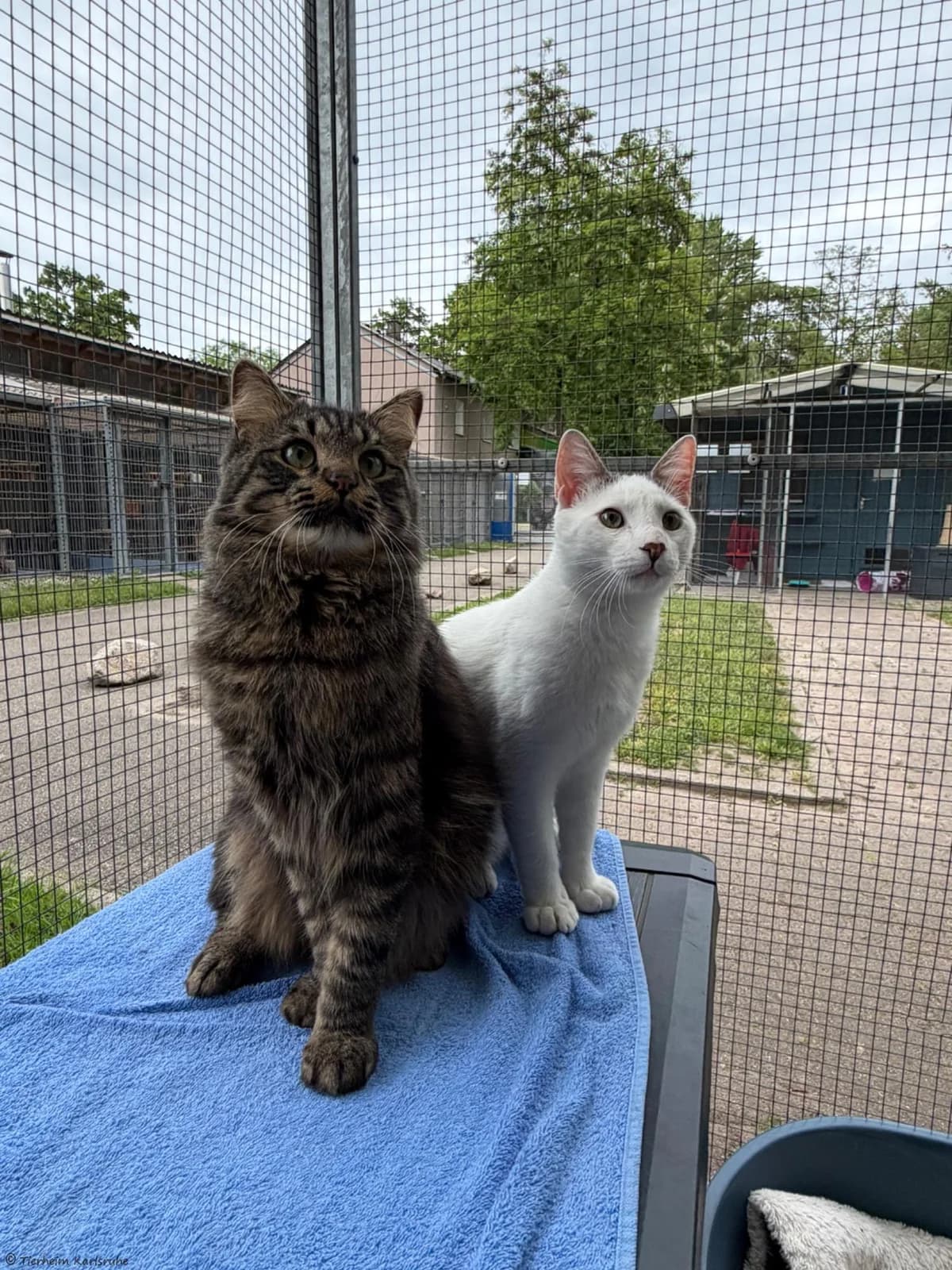 Rabat und Jojo (Freigang), Rabat: grau-weiß/ Jojo: tiger  young mixed breed for adoption at Tierheim Karlsruhe, Karlsruhe