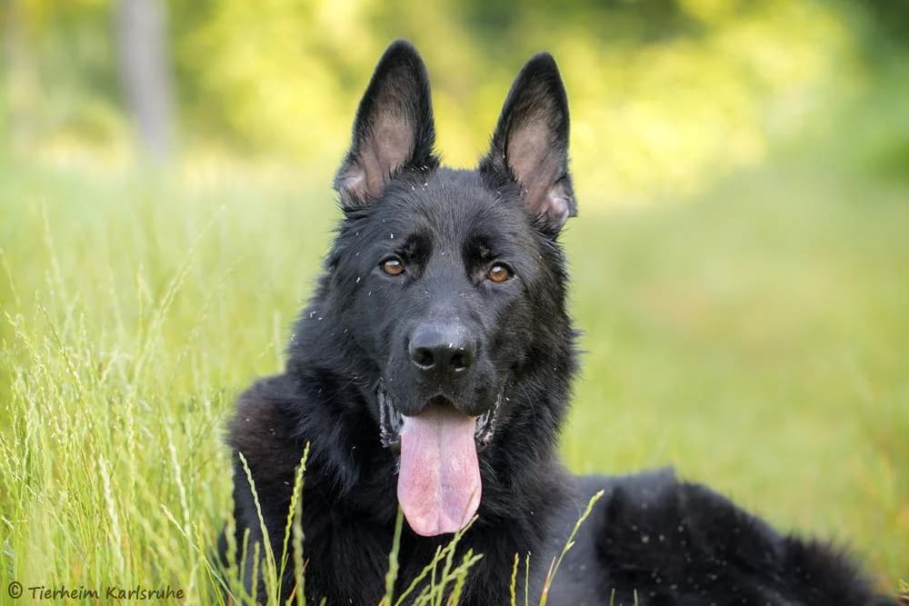 Reus, male young German Shepherd for adoption at Tierheim Karlsruhe, Karlsruhe