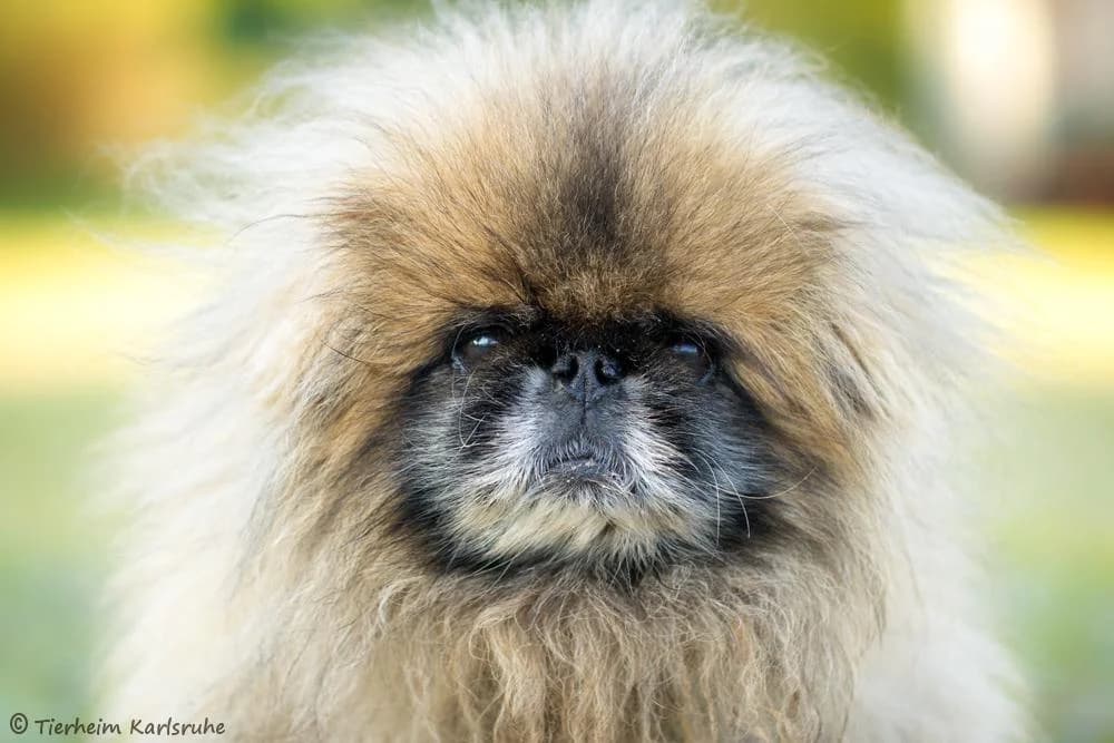 Rico, male senior mixed breed for adoption at Tierheim Karlsruhe, Karlsruhe