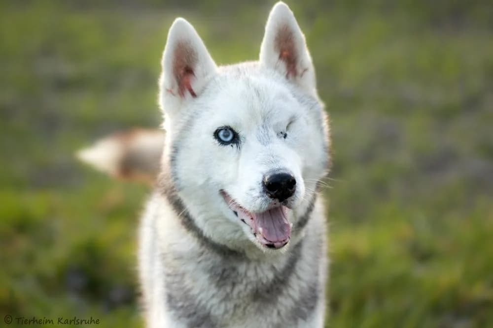 Simba, male 4yo Mixed Breed for adoption at Tierheim Karlsruhe, Karlsruhe