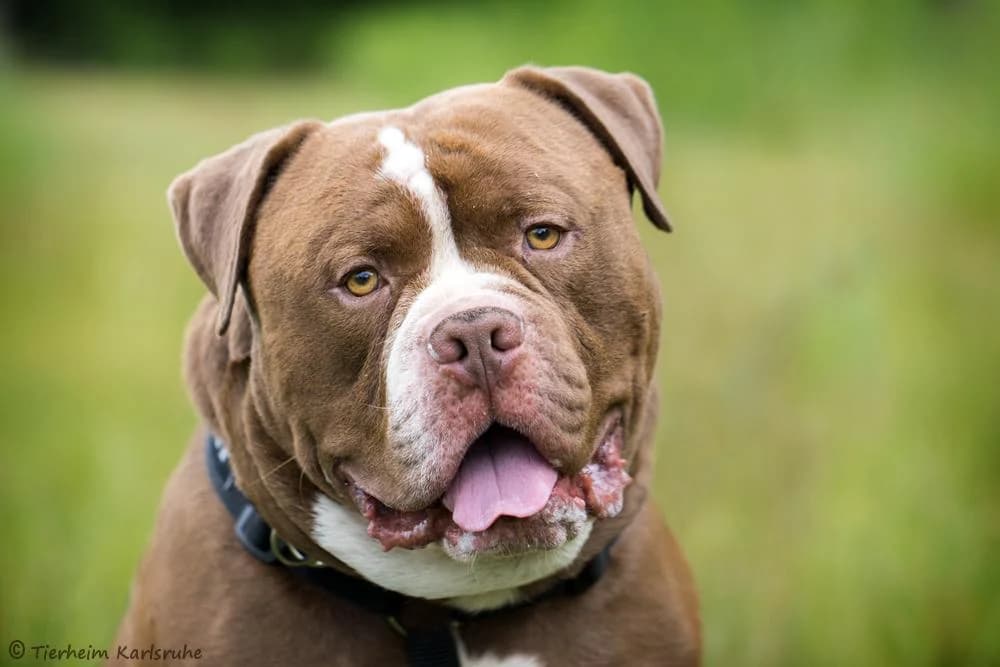 Sulli, male 3yo English Bulldog for adoption at Tierheim Karlsruhe, Karlsruhe