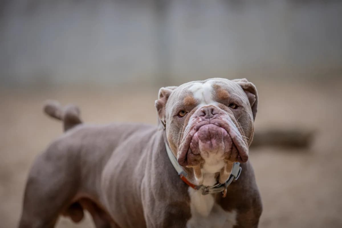 Ace, grau-weiss male English Bulldog for adoption at Tierheim Uhlenkrog Kiel, Kiel