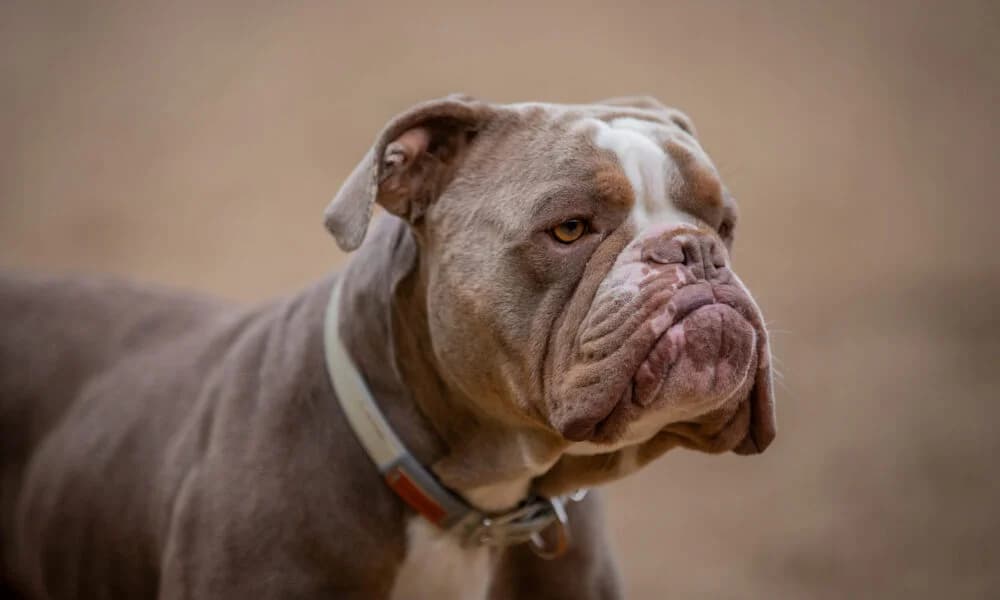 Ace, grau-weiss male English Bulldog for adoption at Tierheim Uhlenkrog Kiel, Kiel — photo 2 of 8