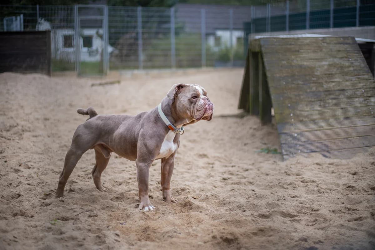 Ace, grau-weiss male English Bulldog for adoption at Tierheim Uhlenkrog Kiel, Kiel — photo 4 of 8