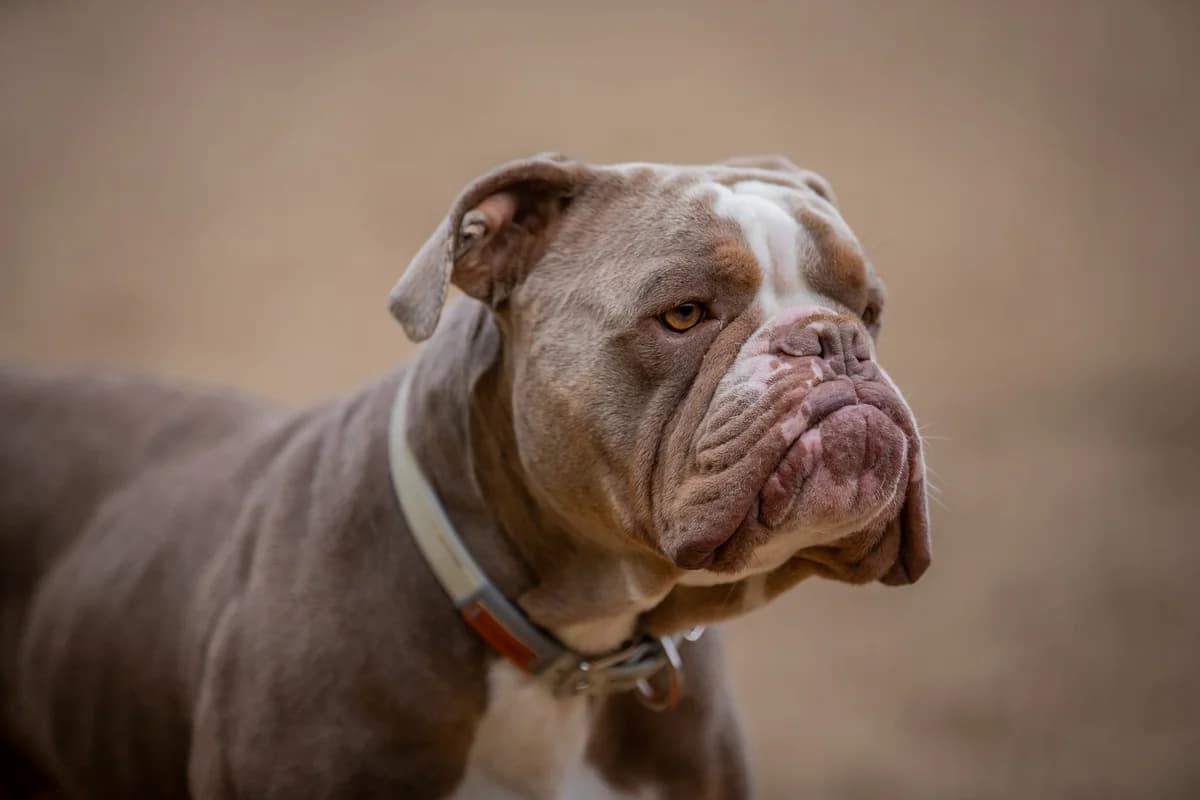 Ace, grau-weiss male English Bulldog for adoption at Tierheim Uhlenkrog Kiel, Kiel — photo 5 of 8