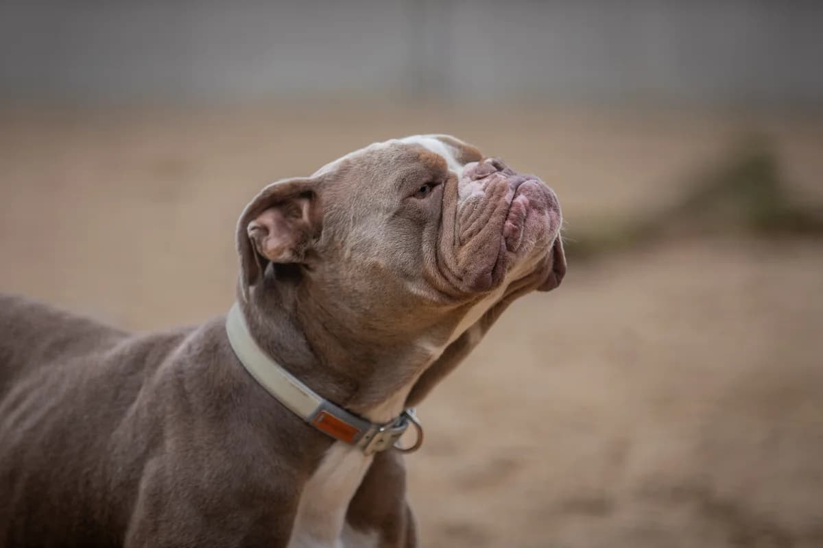 Ace, grau-weiss male English Bulldog for adoption at Tierheim Uhlenkrog Kiel, Kiel — photo 6 of 8