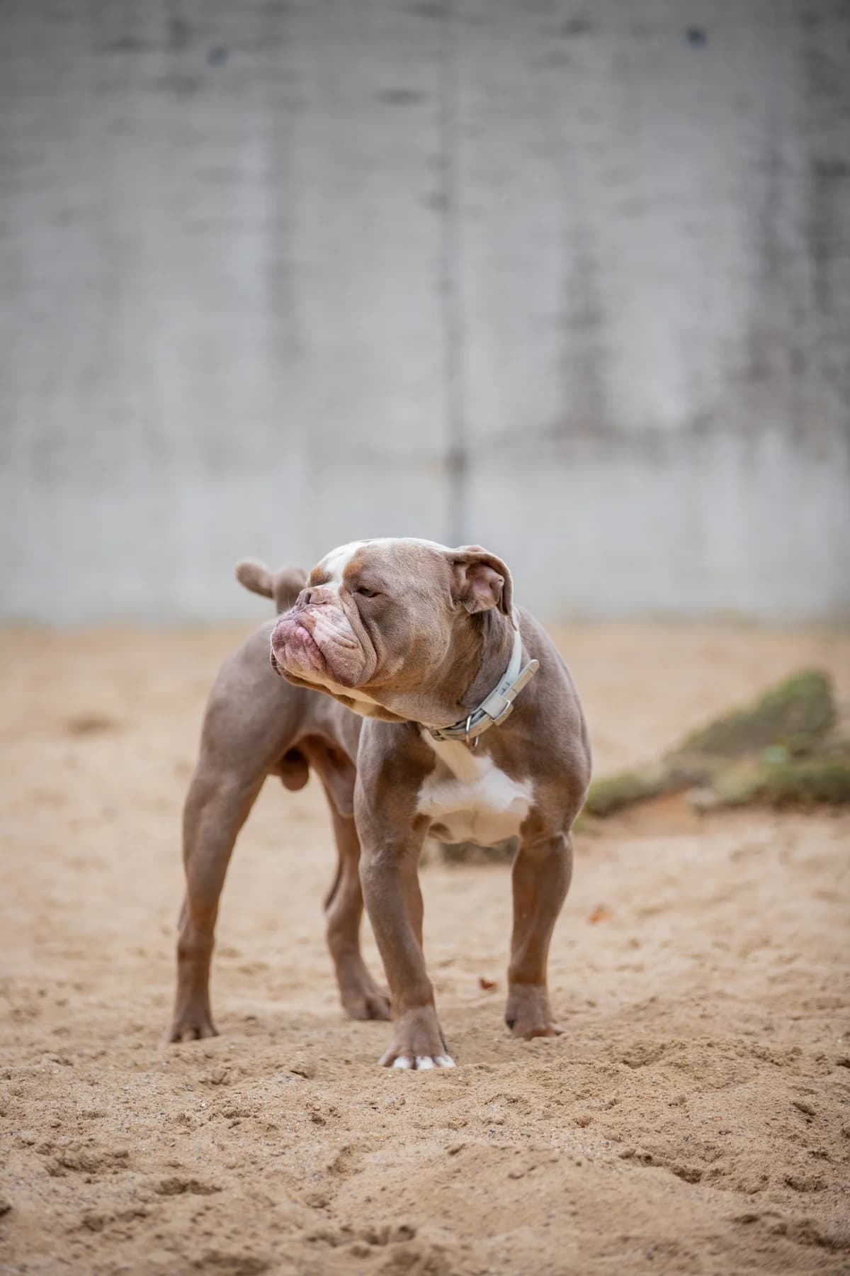 Ace, grau-weiss male English Bulldog for adoption at Tierheim Uhlenkrog Kiel, Kiel — photo 8 of 8