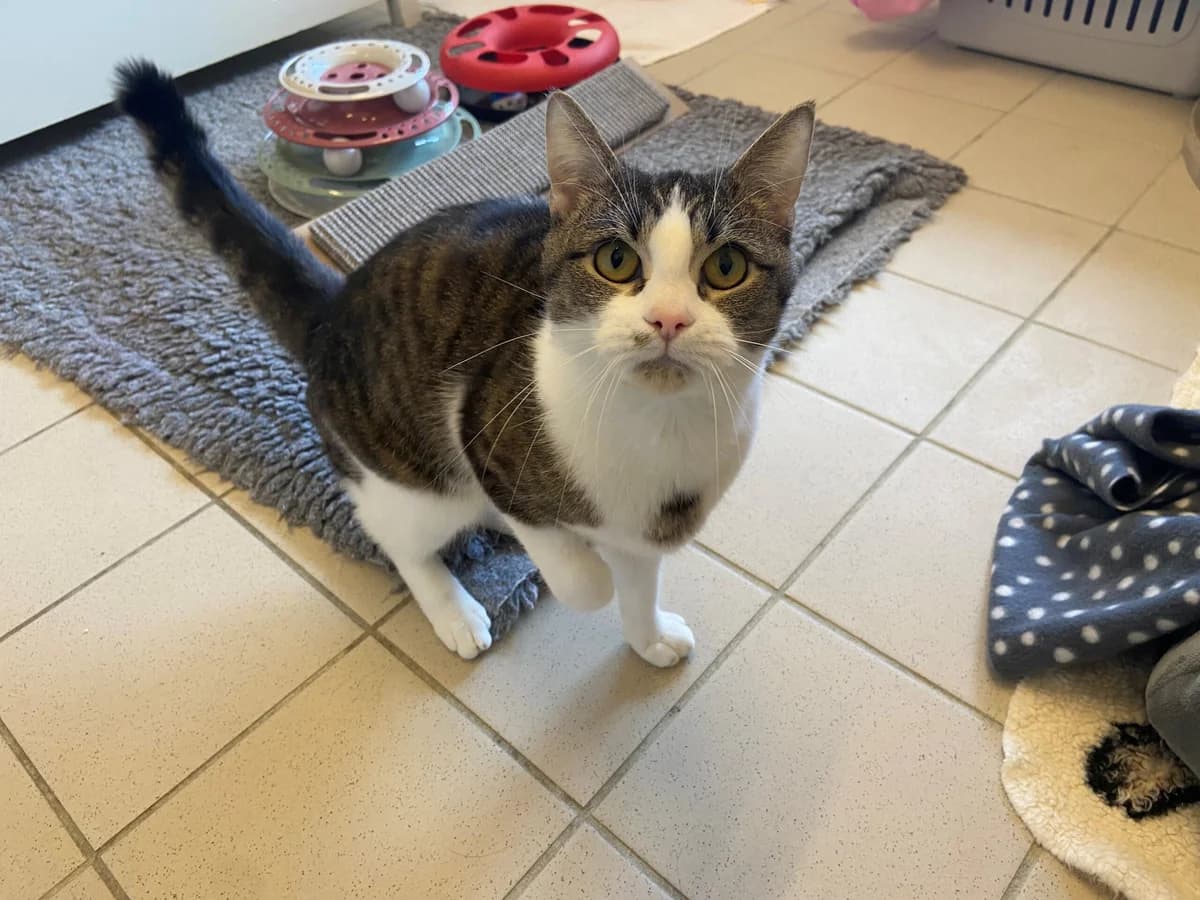 Alice,  European Shorthair for adoption at Lucky Paws North Macedonia, Skopje