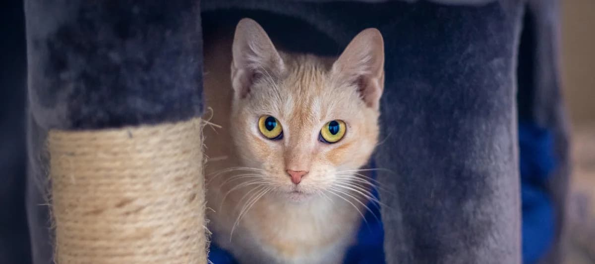 Bibi, rot getigert female European Shorthair for adoption at Tierheim Uhlenkrog Kiel, Kiel