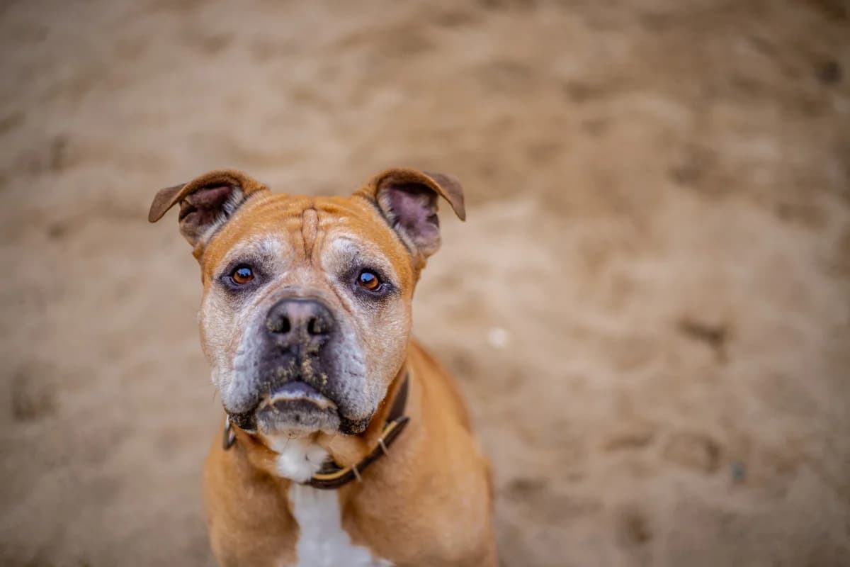 Bruno, braun male Mixed Breed for adoption at Tierheim Uhlenkrog Kiel, Kiel
