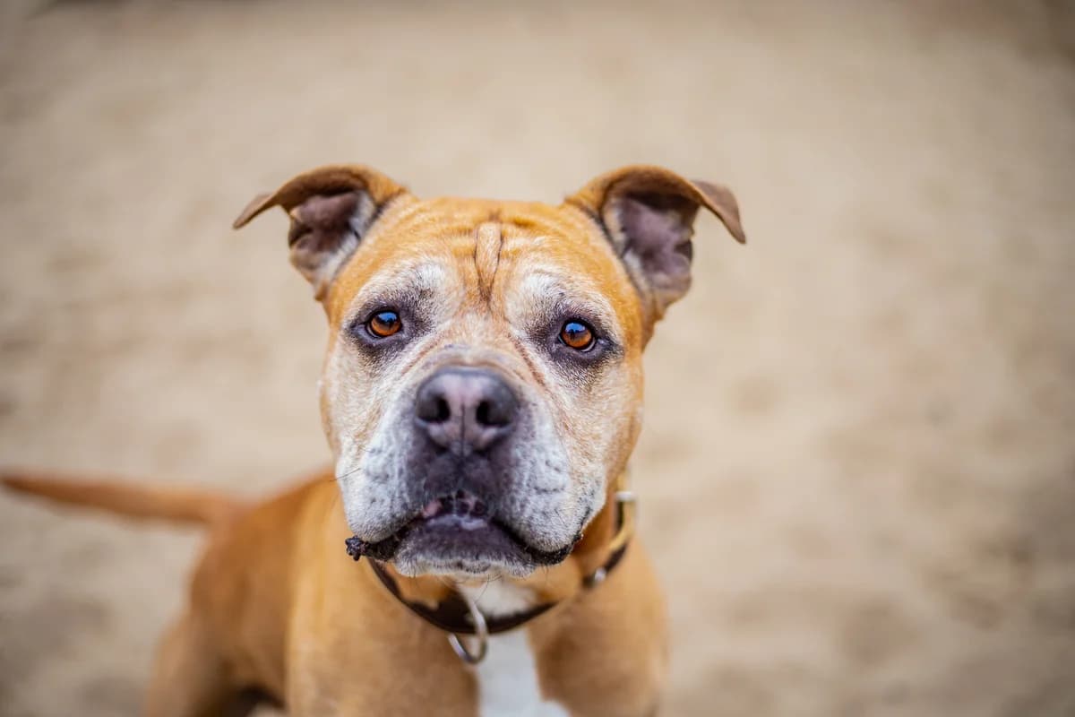 Bruno, braun male Mixed Breed for adoption at Tierheim Uhlenkrog Kiel, Kiel — photo 2 of 6