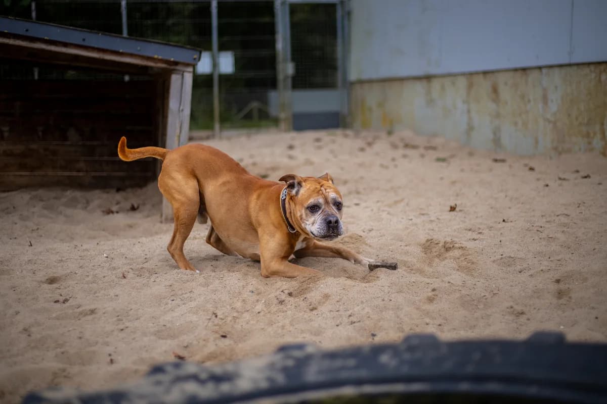 Bruno, braun male Mixed Breed for adoption at Tierheim Uhlenkrog Kiel, Kiel — photo 3 of 6