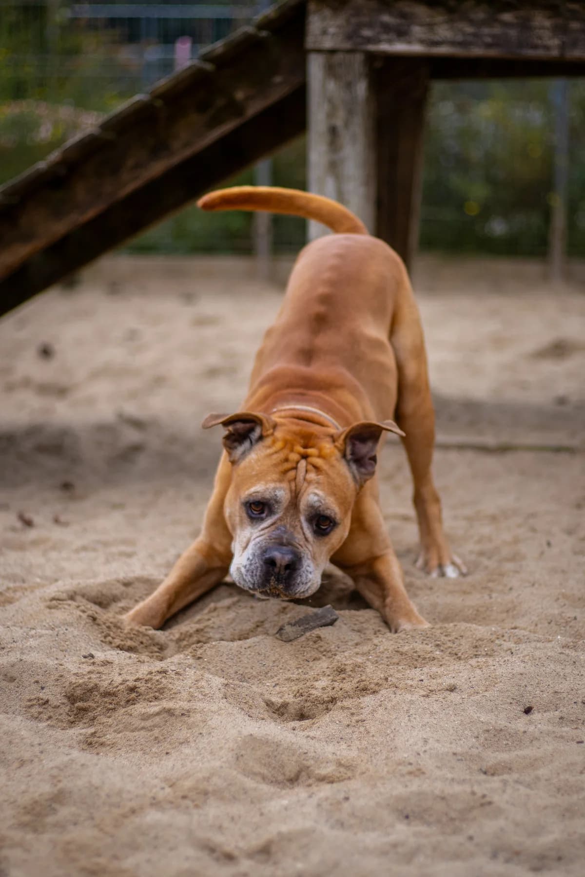 Bruno, braun male Mixed Breed for adoption at Tierheim Uhlenkrog Kiel, Kiel — photo 4 of 6