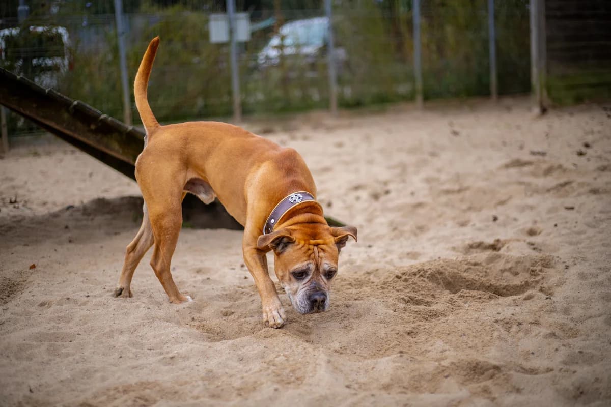 Bruno, braun male Mixed Breed for adoption at Tierheim Uhlenkrog Kiel, Kiel — photo 5 of 6