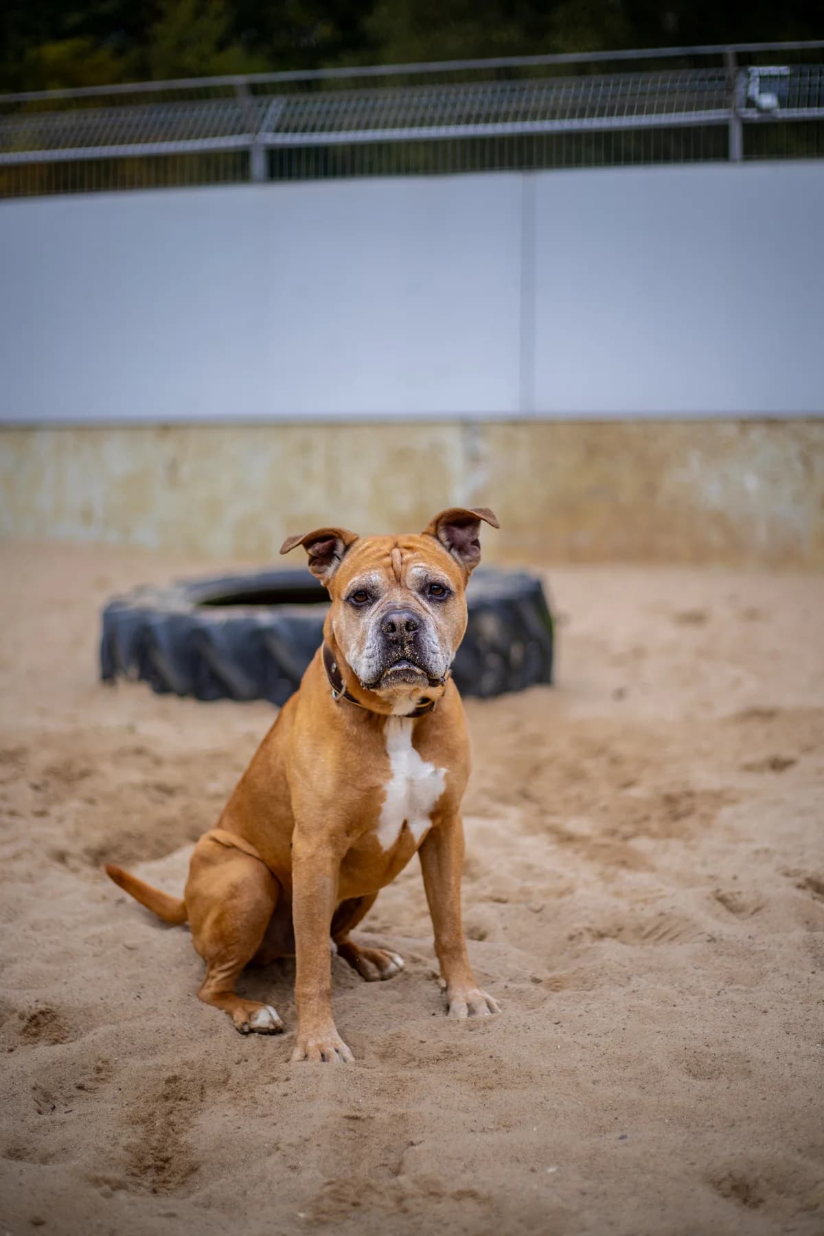Bruno, braun male Mixed Breed for adoption at Tierheim Uhlenkrog Kiel, Kiel — photo 6 of 6