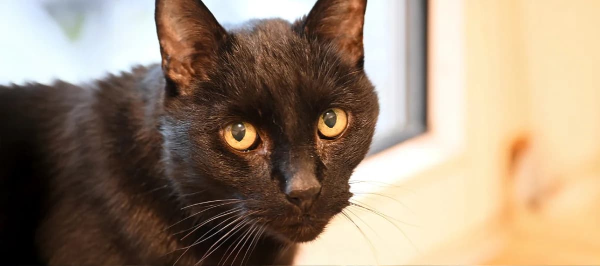 Carly, schwarz male European Shorthair for adoption at Tierheim Uhlenkrog Kiel, Kiel