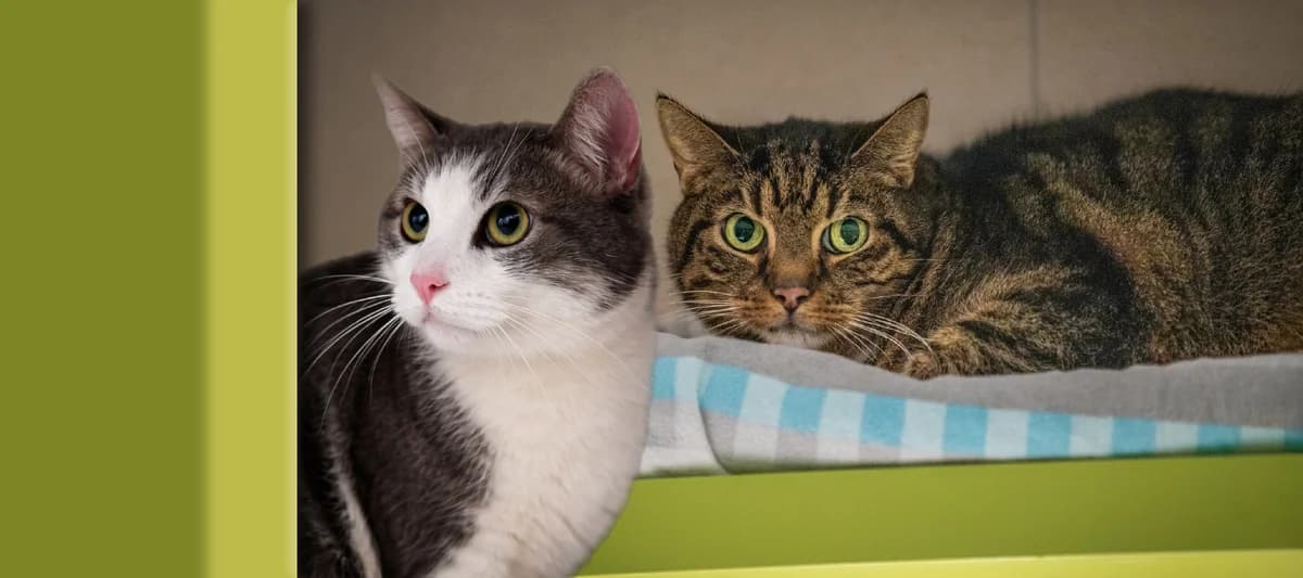 Charly & Sammy, getigert male European Shorthair for adoption at Tierheim Uhlenkrog Kiel, Kiel