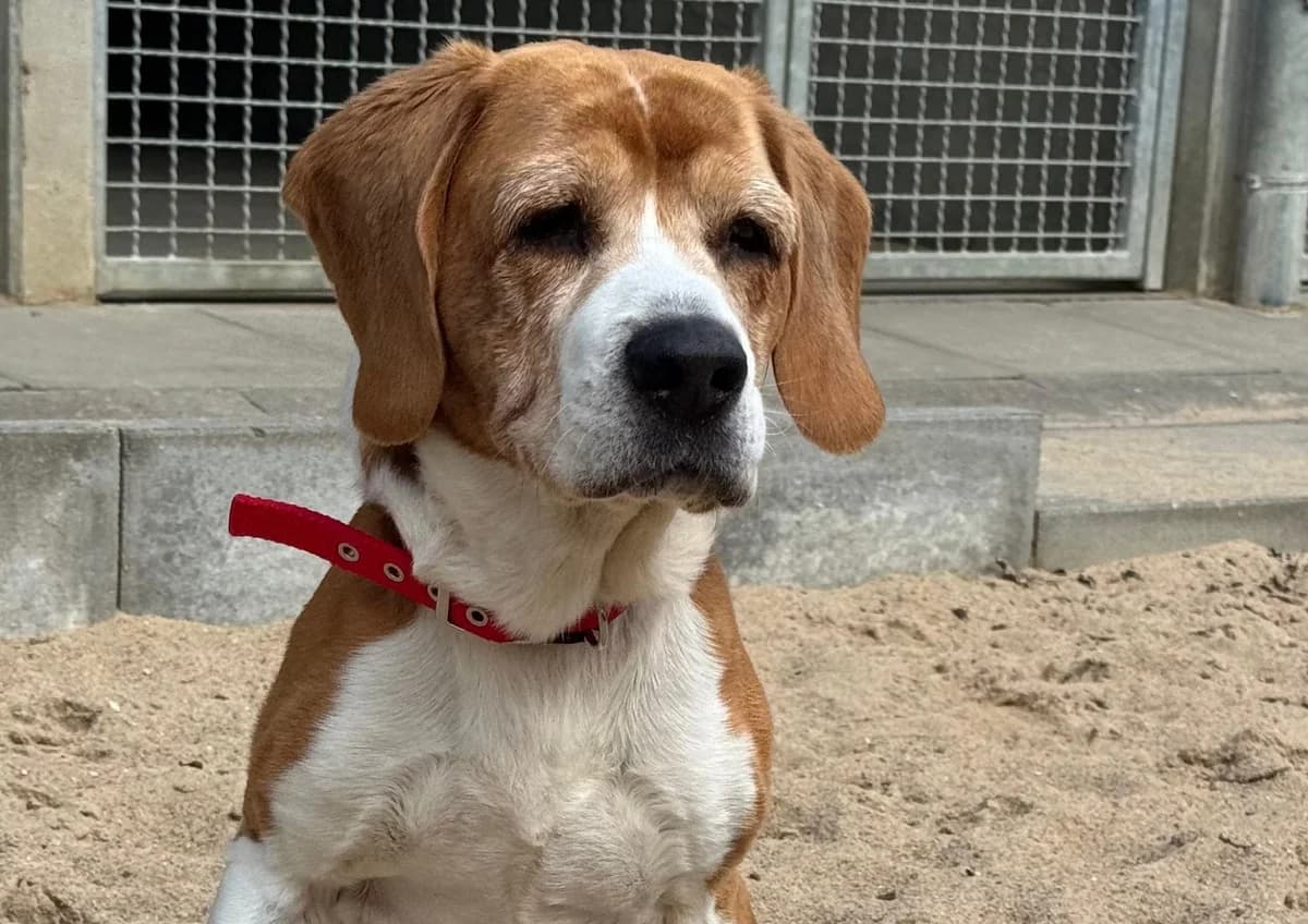 Eddie, tricolor male senior Beagle for adoption at Tierheim Uhlenkrog Kiel, Kiel