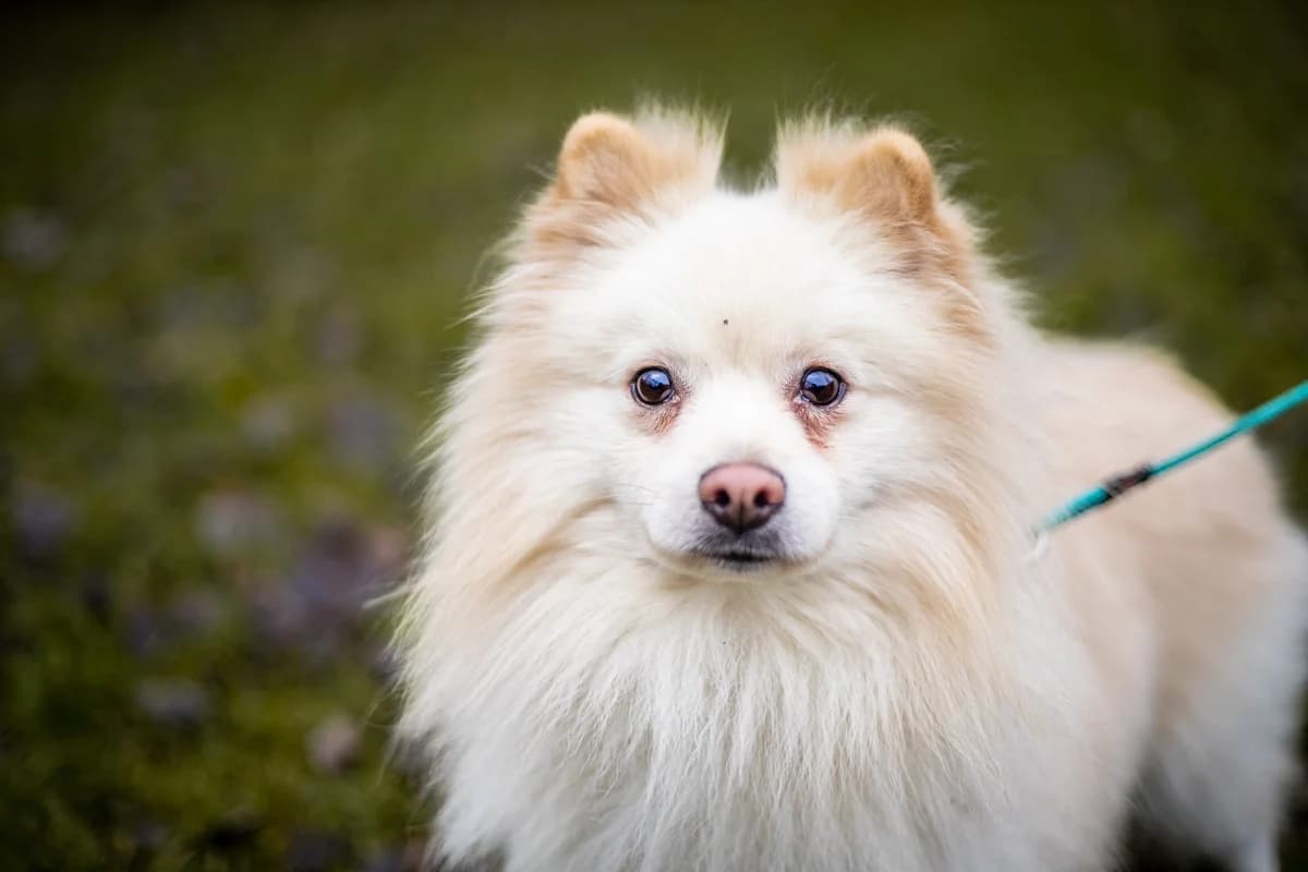 Furby, weiß male mixed breed for adoption at Tierheim Uhlenkrog Kiel, Kiel — photo 2 of 3
