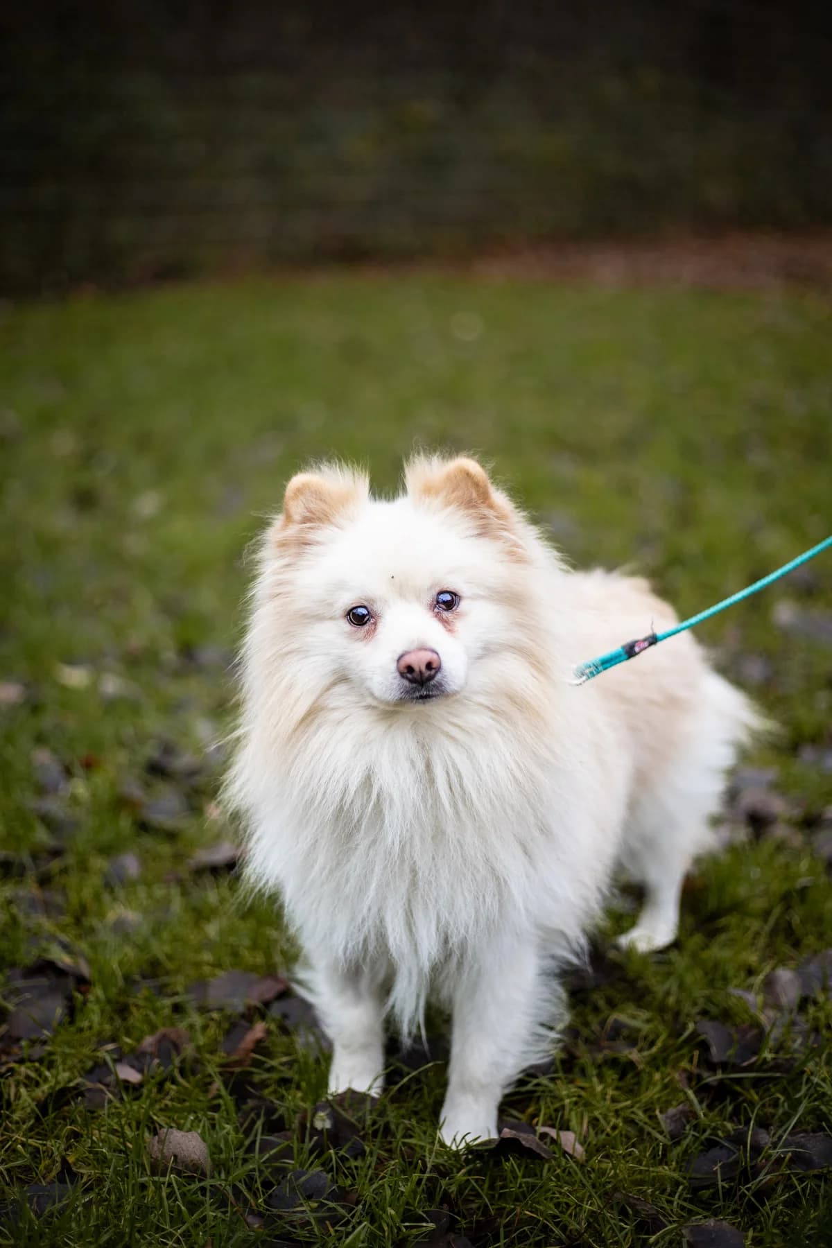 Furby, weiß male mixed breed for adoption at Tierheim Uhlenkrog Kiel, Kiel — photo 3 of 3