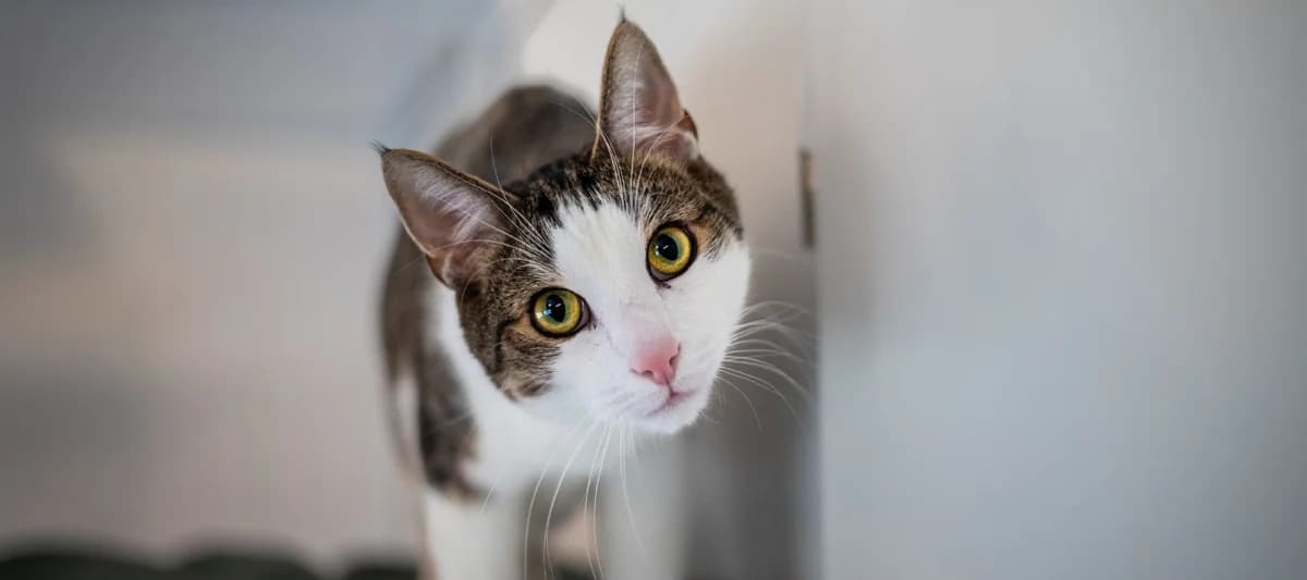 Gizmo, getigert mit weiß male European Shorthair for adoption at Tierheim Uhlenkrog Kiel, Kiel