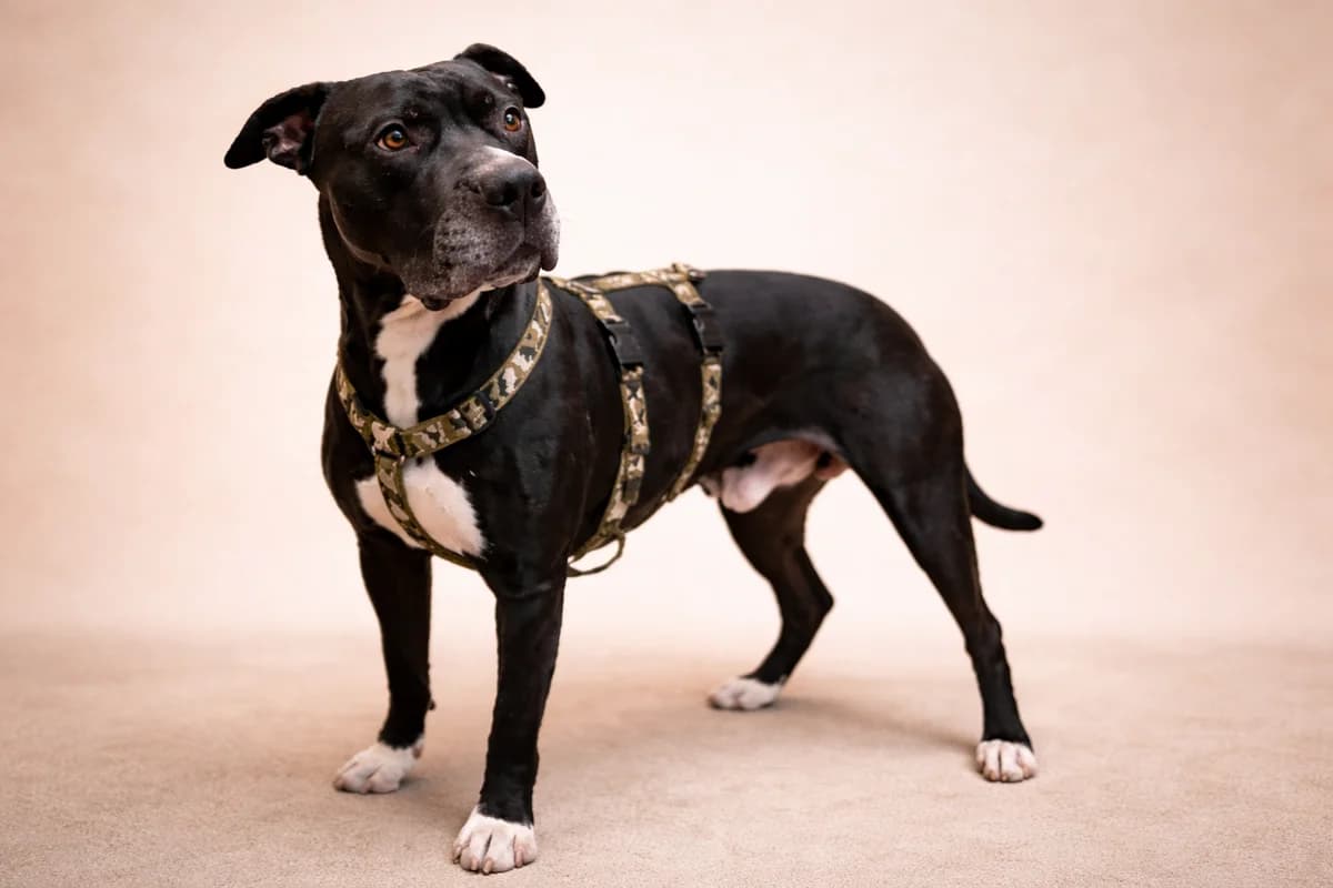 Houdini, schwarz mit weiß male Mixed Breed for adoption at Tierheim Uhlenkrog Kiel, Kiel