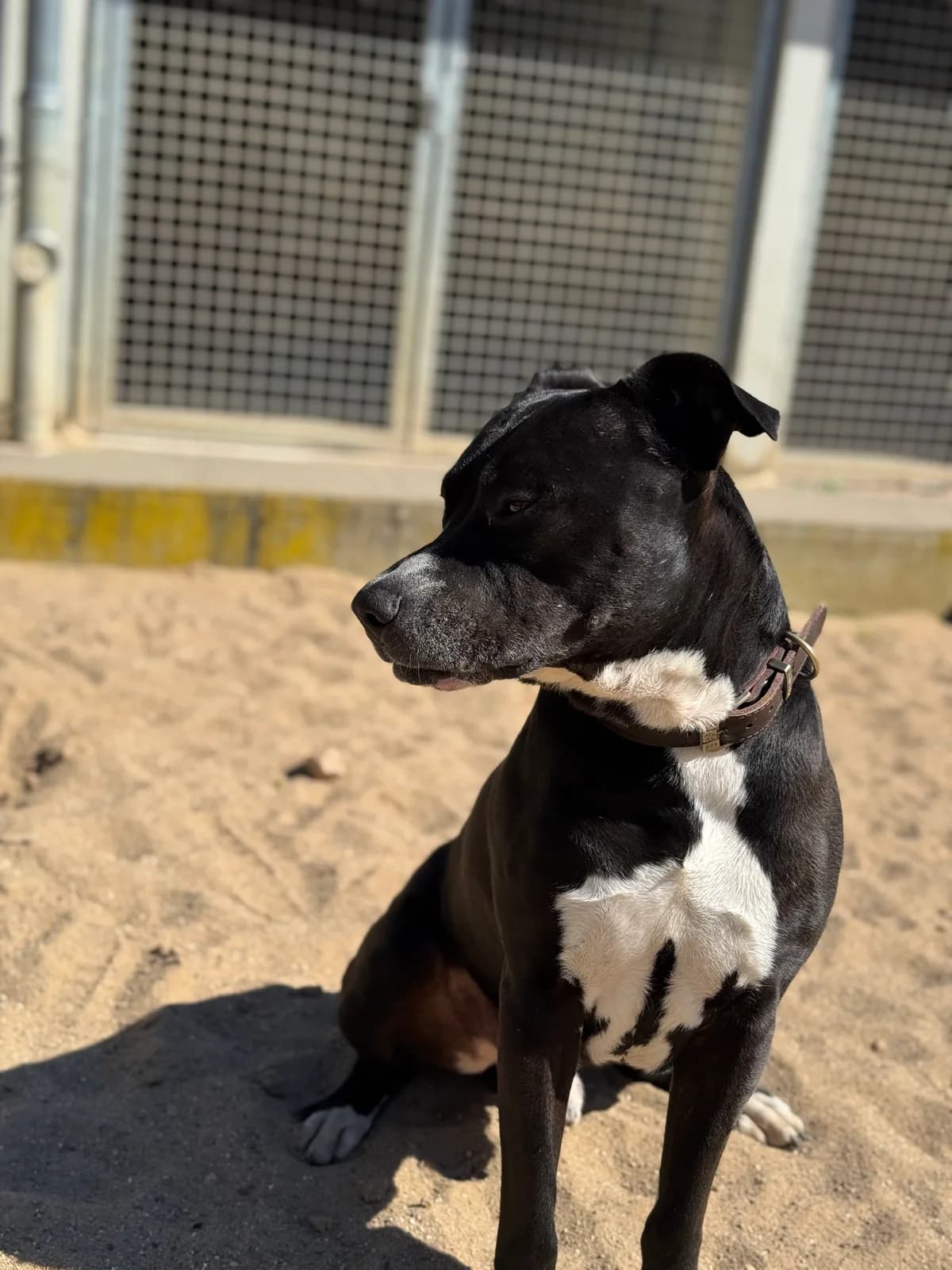 Houdini, schwarz mit weiß male Mixed Breed for adoption at Tierheim Uhlenkrog Kiel, Kiel — photo 2 of 4