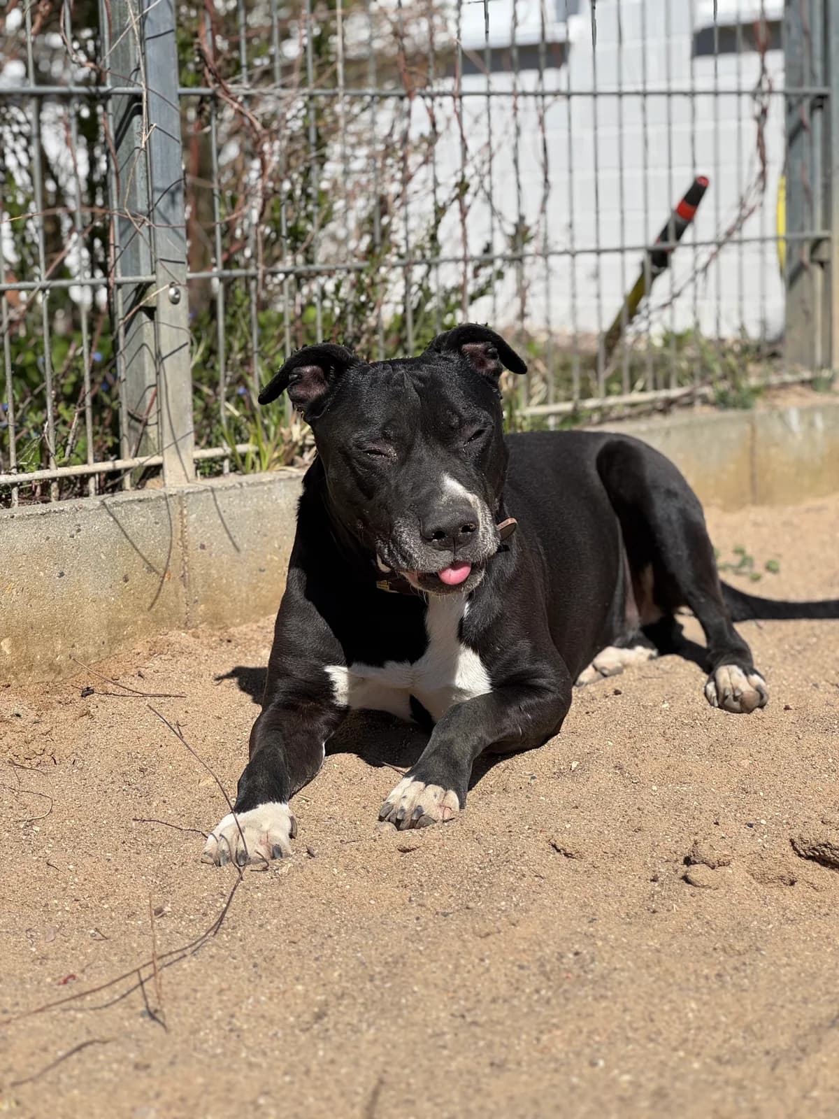Houdini, schwarz mit weiß male Mixed Breed for adoption at Tierheim Uhlenkrog Kiel, Kiel — photo 3 of 4