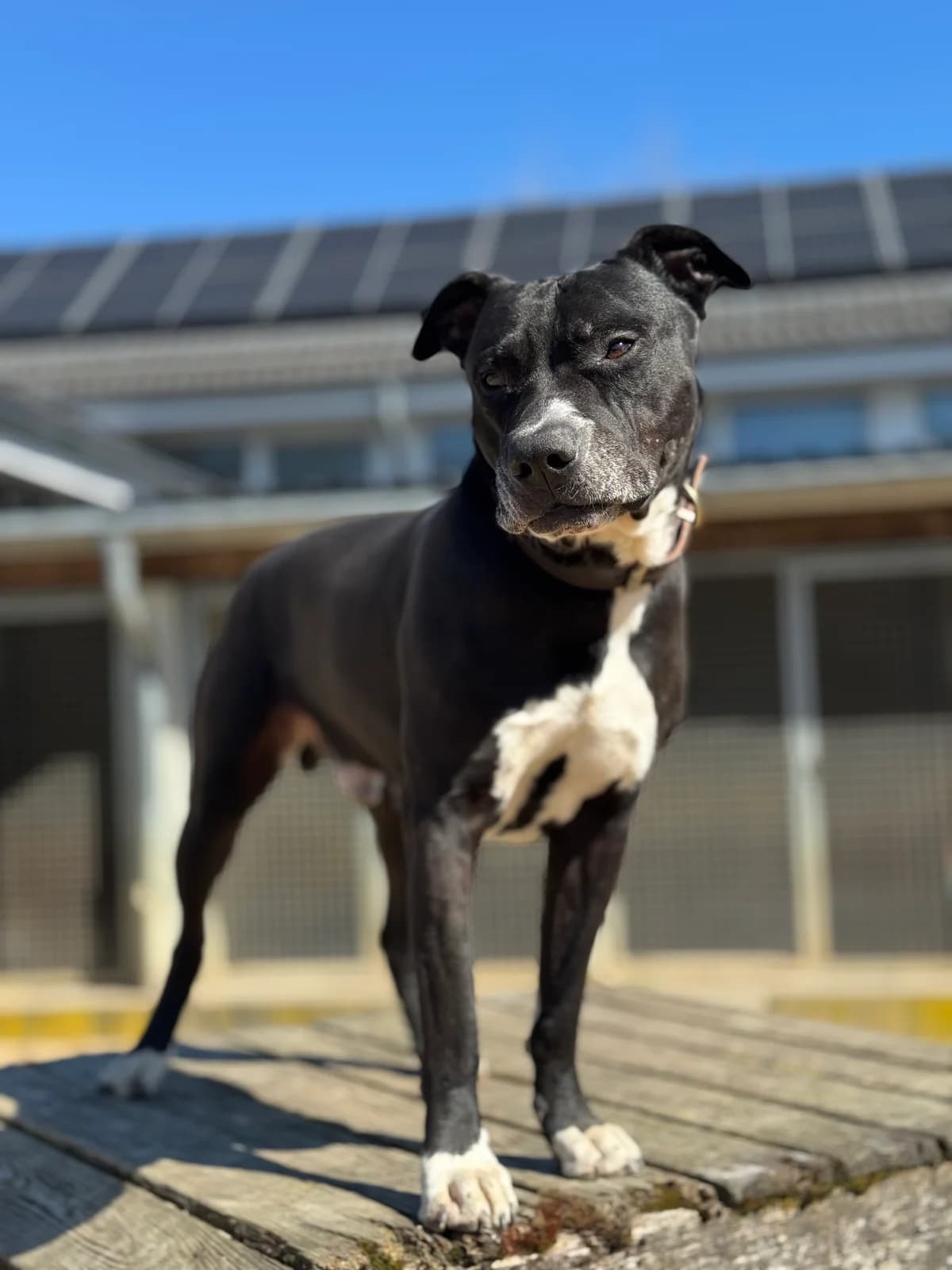 Houdini, schwarz mit weiß male Mixed Breed for adoption at Tierheim Uhlenkrog Kiel, Kiel — photo 4 of 4