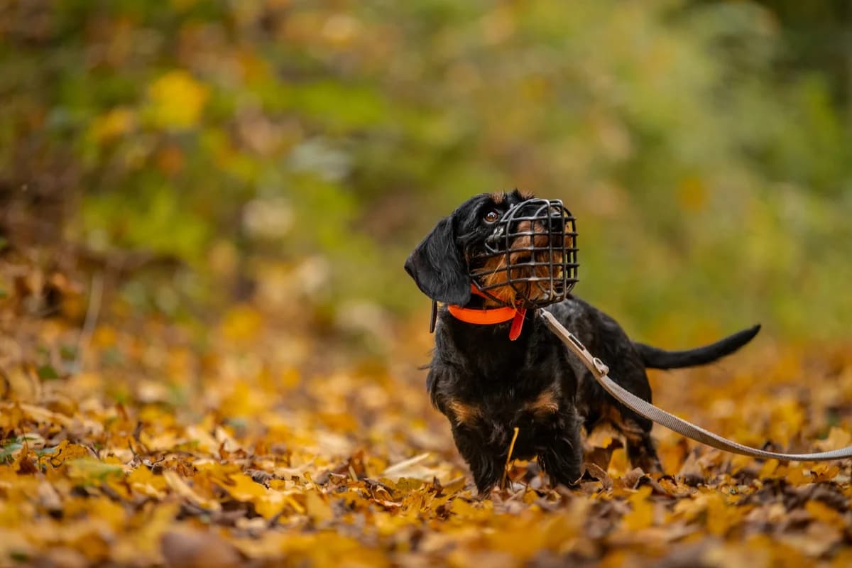 Igel, schwarz-braun male Dachshund for adoption at Tierheim Uhlenkrog Kiel, Kiel